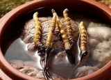 虫草炖什么最好  冬虫夏草炖这些肉滋补又防病