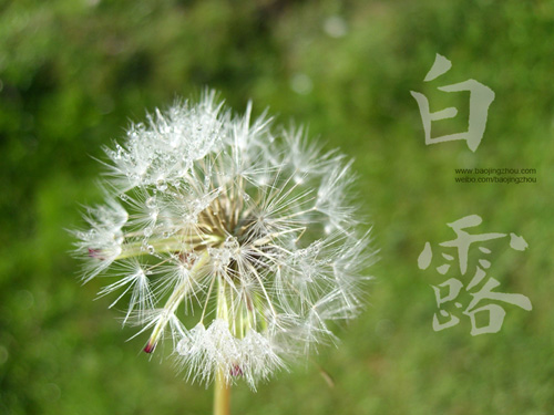 白露养生吃什么?滋阴润肺防就吃这3款药膳