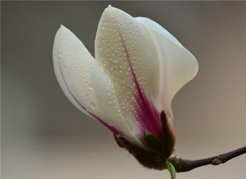 玉兰花茶需适量饮用 春季喝什么花茶比较好