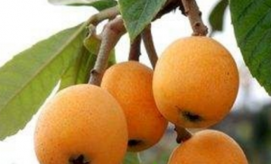 枇杷是什么味道 枇杷酸怎么吃