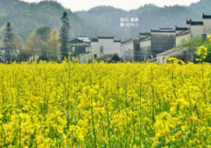 2018婺源油菜花开了吗 几月份开
