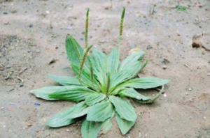 车前草怎么吃治咳嗽 车前草能治咳嗽吗