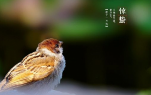 惊蛰有什么讲究 惊蛰可以回娘家吗