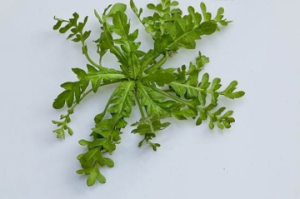 孕妇可以吃荠菜吗 荠菜不能和什么一起吃