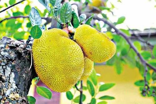 菠萝蜜图片 簇簇黄金胞，十百聚一母