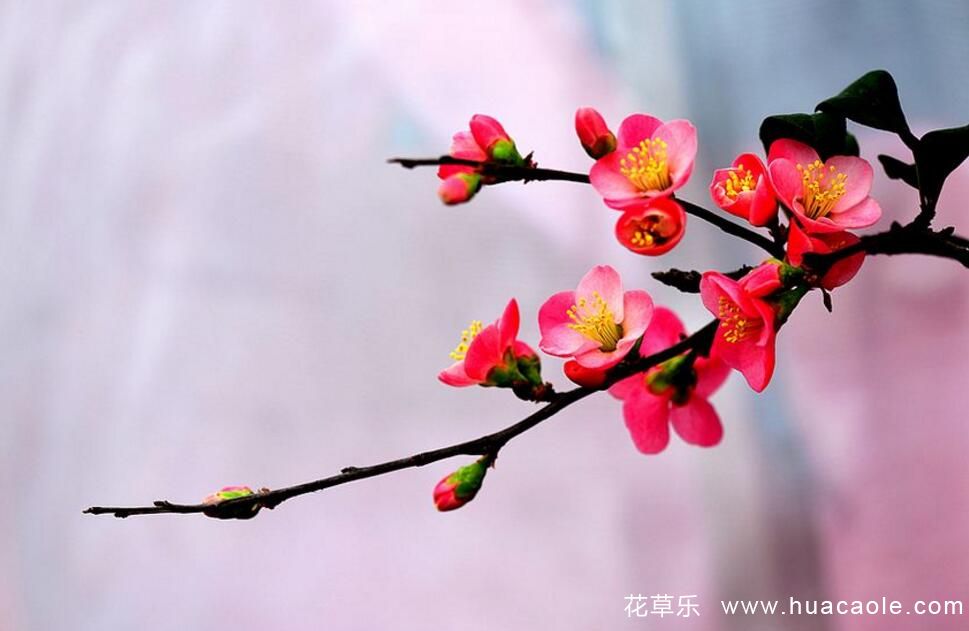 海棠花怎样养才能四季开花
