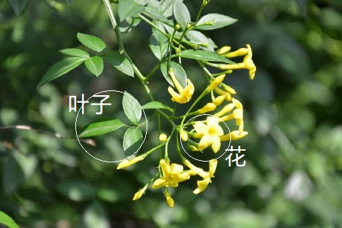 迎春花和黄素馨都是开黄色的花儿，怎么分辨呢