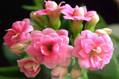 长寿花有毒吗（没有），长寿花图片欣赏