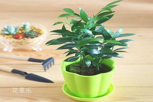 形似竹叶确是树的竹柏有什么特点？怎么浇水才能青翠浓绿