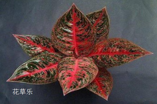 如意如意，随我心意：如意皇后的养殖技巧