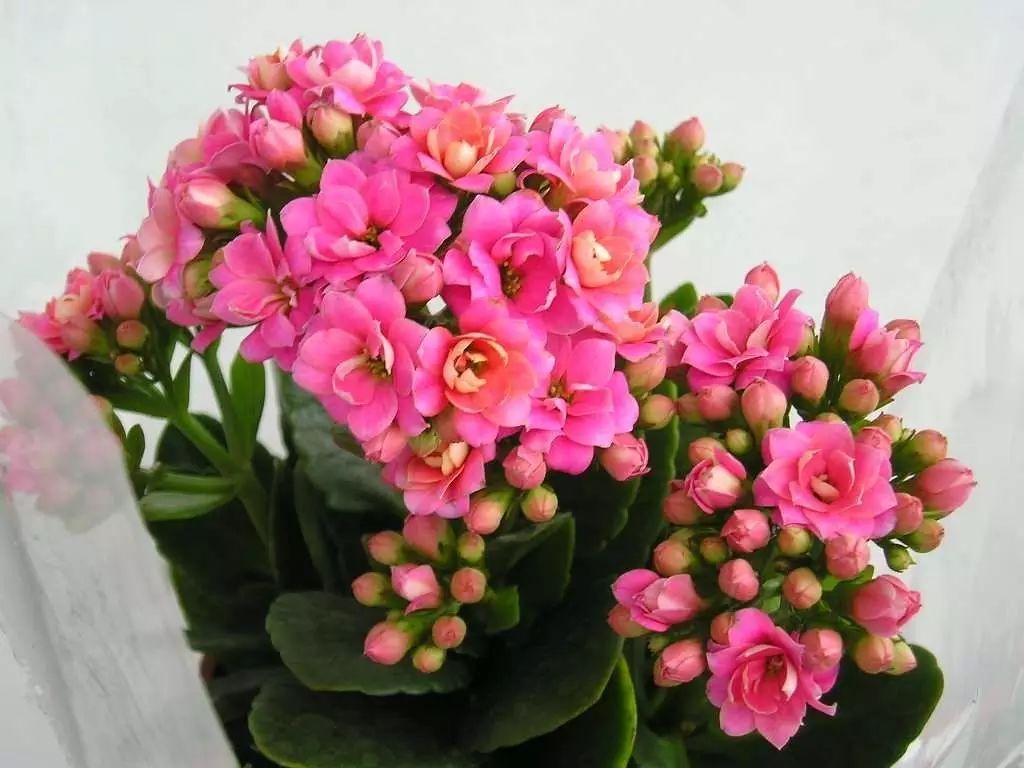 2018年春节适合养的六种花，即吉祥又喜庆