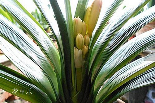 君子兰开花需要几片叶子，掌握下面三点你的君子兰年年花开不断
