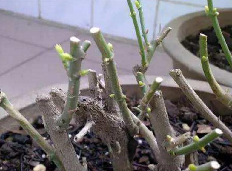 花卉盆景冬春季怎样修剪