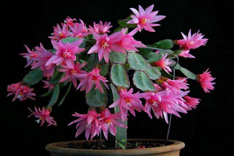 怎么区别蟹爪兰、仙人指、假昙花和落花之舞