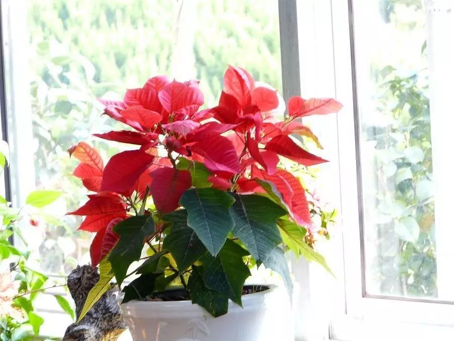 2018年春节适合养的六种花，即吉祥又喜庆