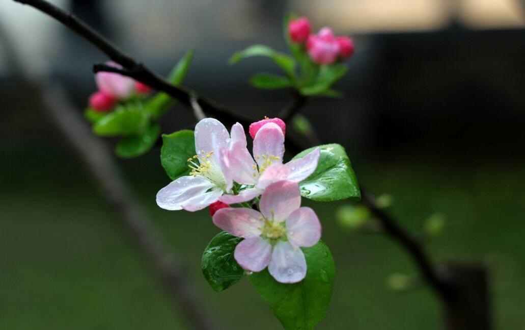 海棠花怎样养才能四季开花
