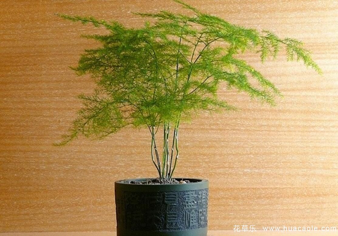 文竹怎么养,文竹的养殖方法及文竹花语介绍