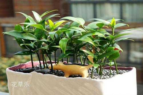 “活化石”竹柏怎么施肥，枝叶才会终年青翠有光泽