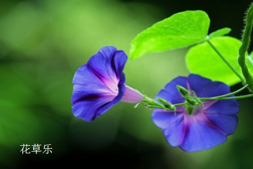  正版牵牛花和盗版牵牛花你能分清吗?牵牛花和矮牵牛的区别