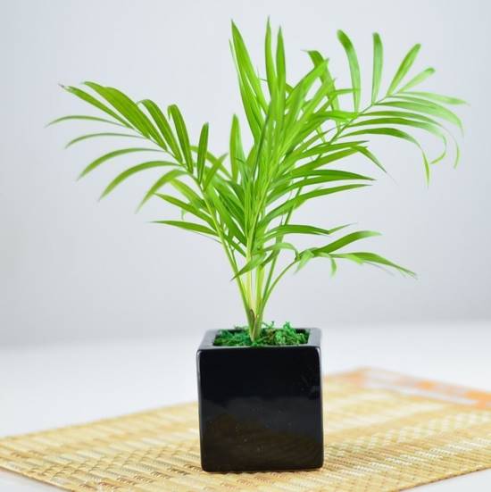 11种常见室内观叶植物 病虫害防治与管理