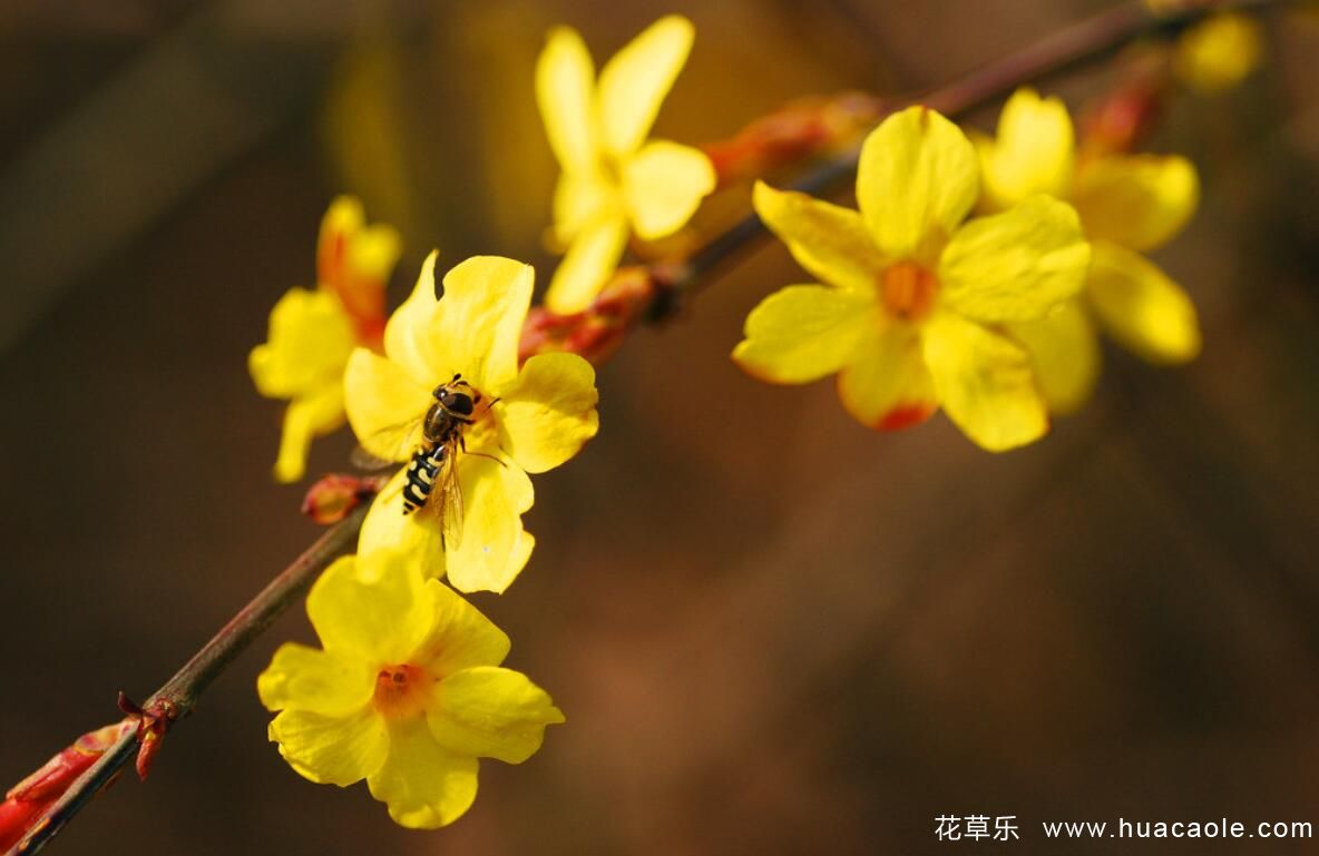 迎春花什么时候开，迎春花盆景的养护介绍
