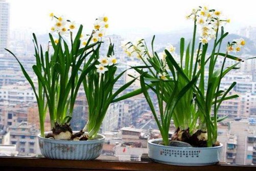 水仙花有毒吗? 水仙花球茎含有着毒素