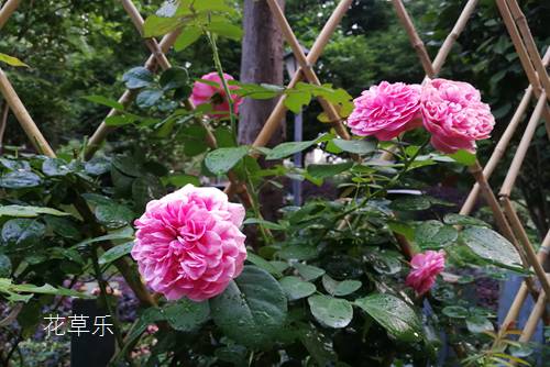 月季花怎么养，才能让盆栽月季安全度夏