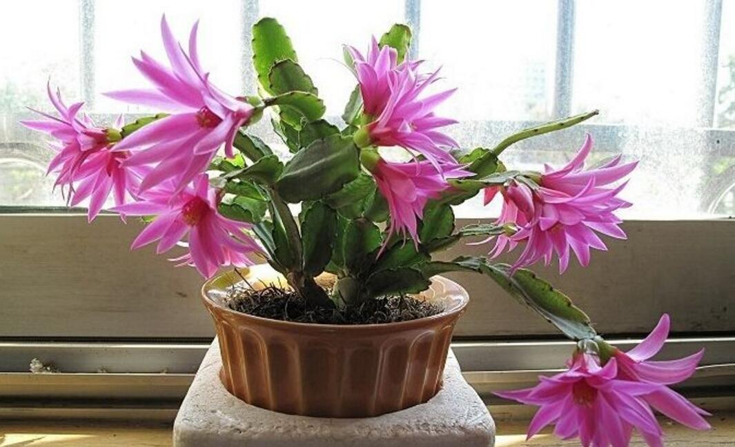 怎么区别蟹爪兰、仙人指、假昙花和落花之舞
