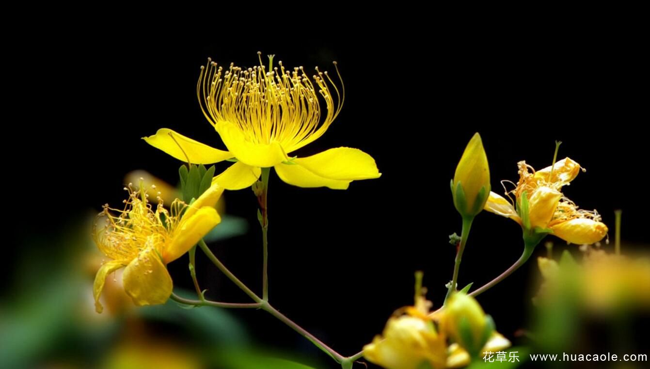 曼陀罗花、曼陀罗华及曼珠沙华三种花怎么区分