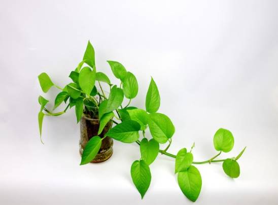 11种常见室内观叶植物 病虫害防治与管理