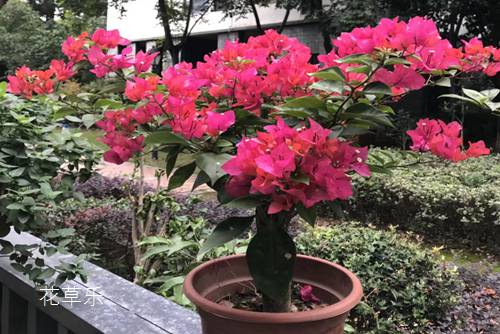 养三角梅，做到这四点，花开爆盆，满树姹紫嫣红 令人叹为观止