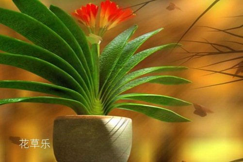君子兰怎么养？才有“君子之风” 君子兰的养殖方法介绍