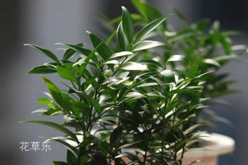 “活化石”竹柏怎么施肥，枝叶才会终年青翠有光泽