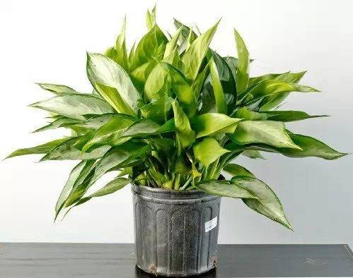 11种常见室内观叶植物 病虫害防治与管理