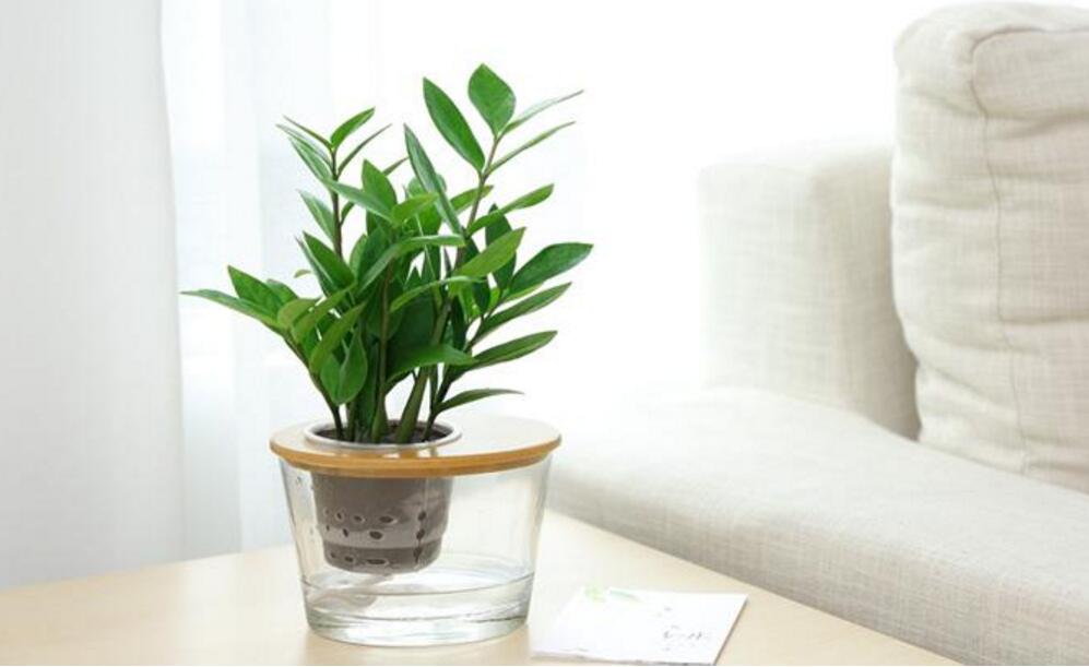 11种常见室内观叶植物 病虫害防治与管理