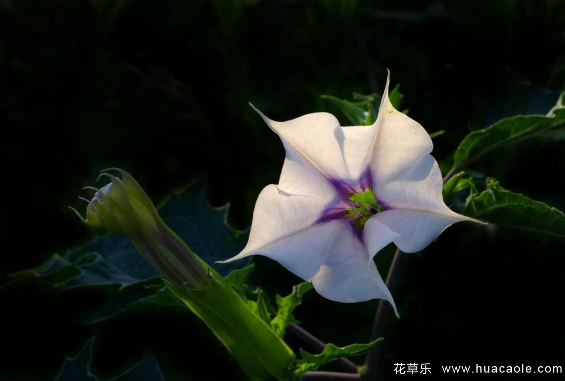 曼陀罗花、曼陀罗华及曼珠沙华三种花怎么区分