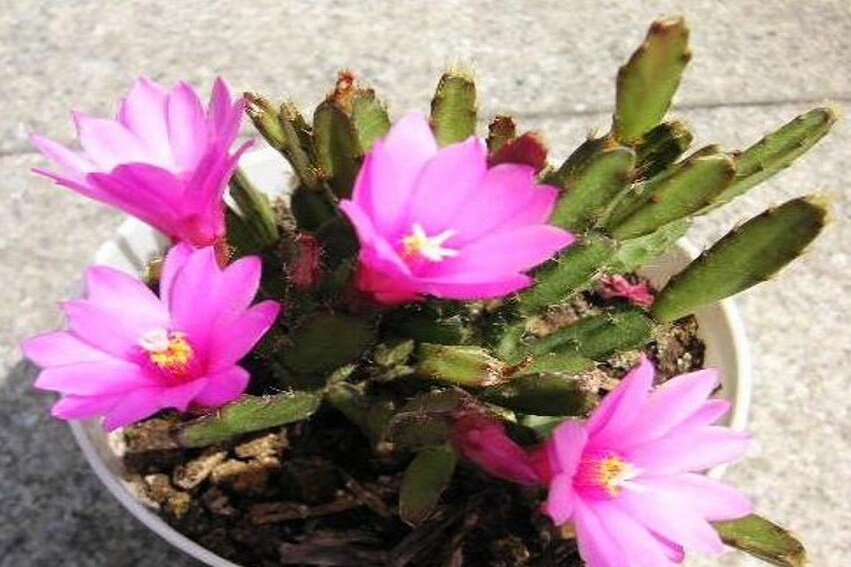 怎么区别蟹爪兰、仙人指、假昙花和落花之舞