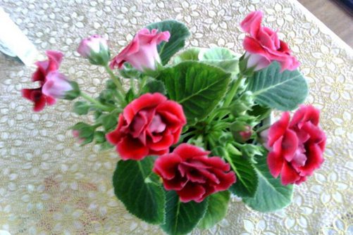 芙蓉花怎么养,芙蓉花这样养才会一日三变美艳无比