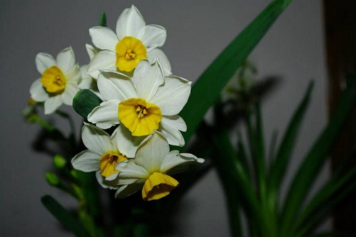 水仙花有毒吗? 水仙花球茎含有着毒素