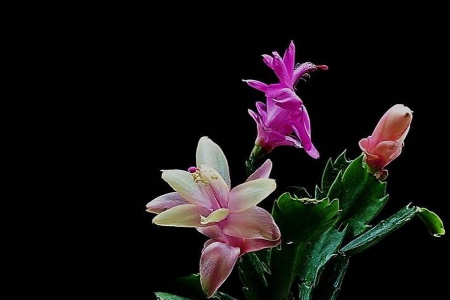 怎么区别蟹爪兰、仙人指、假昙花和落花之舞