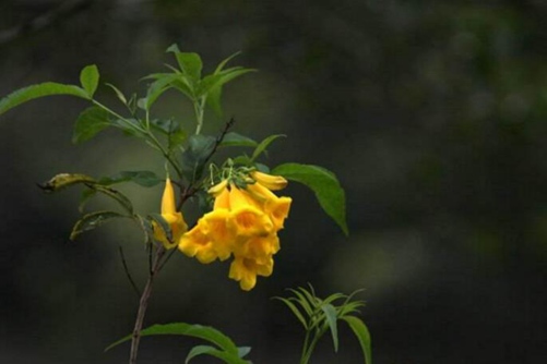黄蝉简介,高清黄蝉花图片欣赏