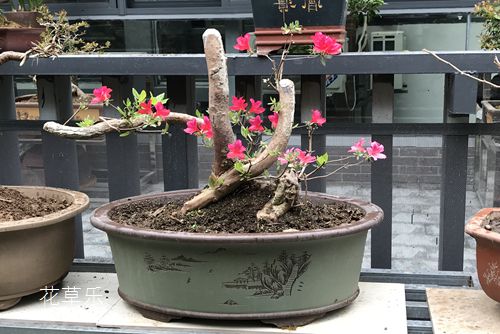 杜鹃花定植后需要铺锯木屑，这说法对吗？锯木屑有什么作用