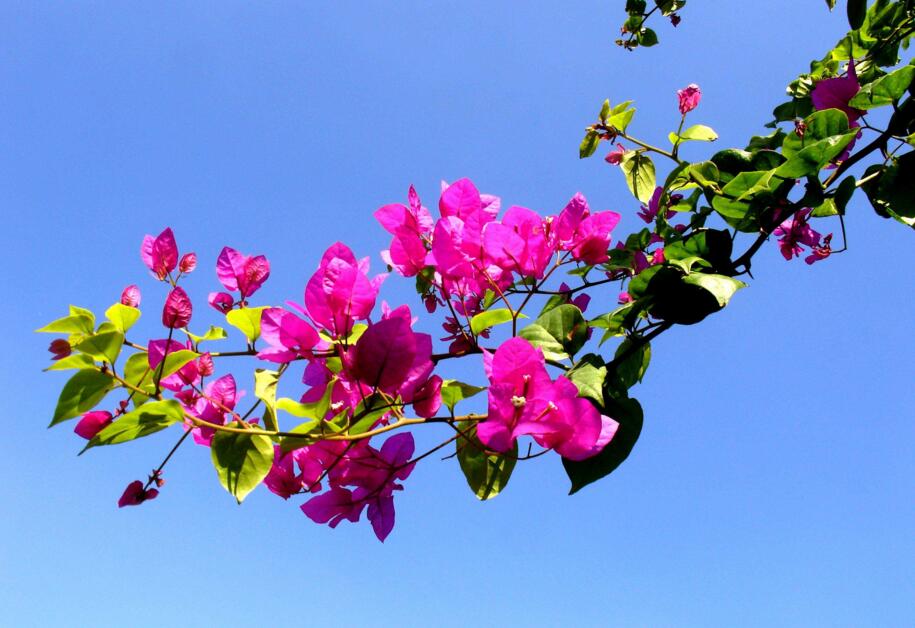 花卉盆景冬春季怎样修剪