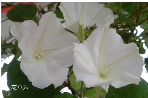 美人迟暮，英雄白头：夕颜花花语和传说