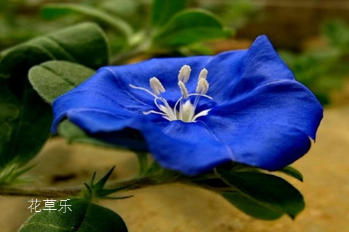蓝星花有什么独特之处?先看看蓝星花的花语介绍吧！