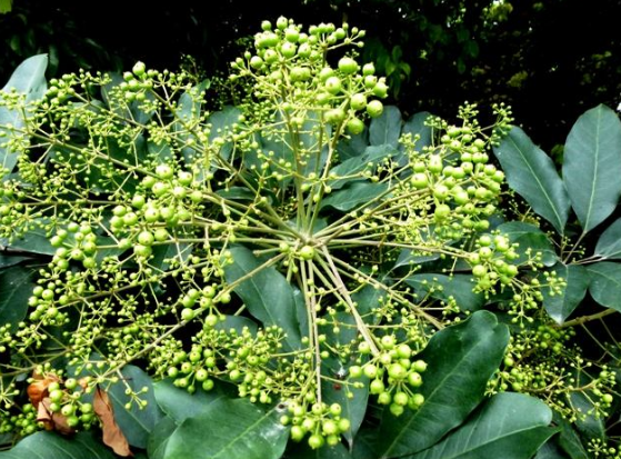 植物花语：鹅掌柴（鸭脚木）的花语是什么？