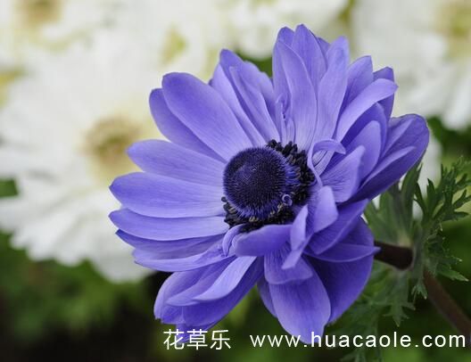 1月17日生日花:银莲花花语