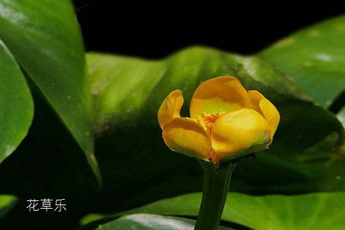 萍蓬无定居，黄金莲（萍蓬草)花语