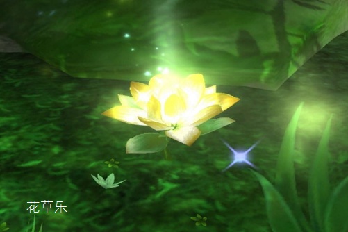 萍蓬无定居，黄金莲（萍蓬草)花语
