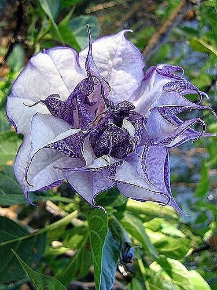 曼陀罗花语大全:紫色曼陀罗花的花语